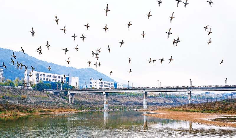 河面上飞来了数百只罗纹鸭。
